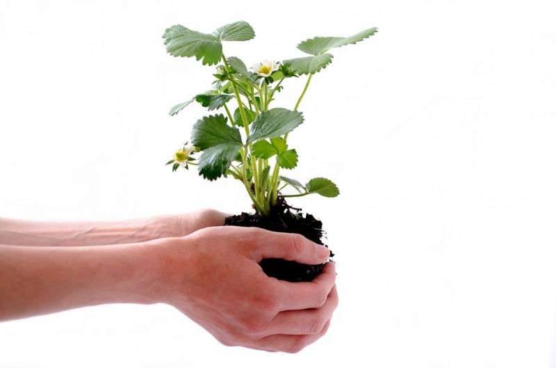 File:Plant.jpg